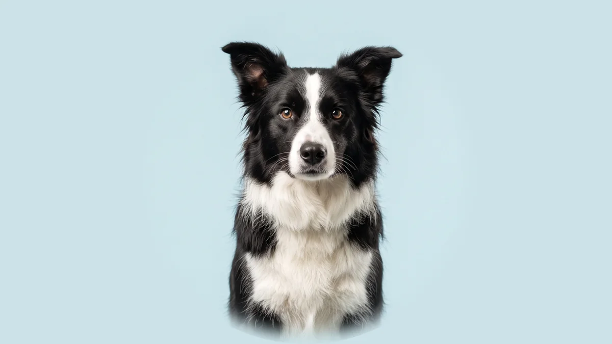 Schwarz-weißer Border Collie mit aufgestellten Ohren und weißer Blesse sitzt vor hellblauem Studiogrund.