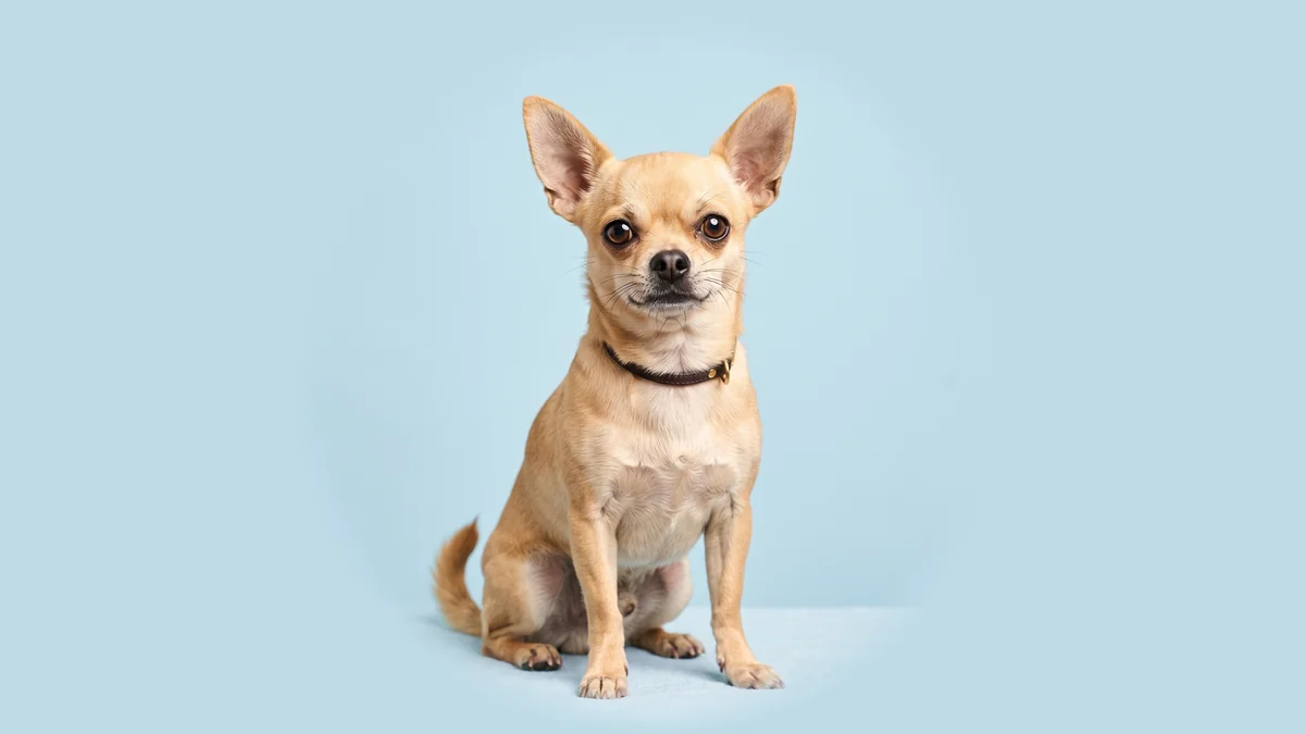 Rehbrauner Kurzhaar-Chihuahua mit großen Stehohren sitzt vor hellblauem Studiogrund.