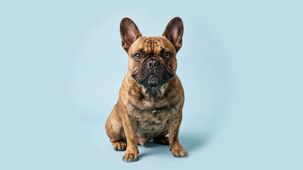 Gestromte Französische Bulldogge mit großen Fledermausohren sitzt vor hellblauem Studiogrund.