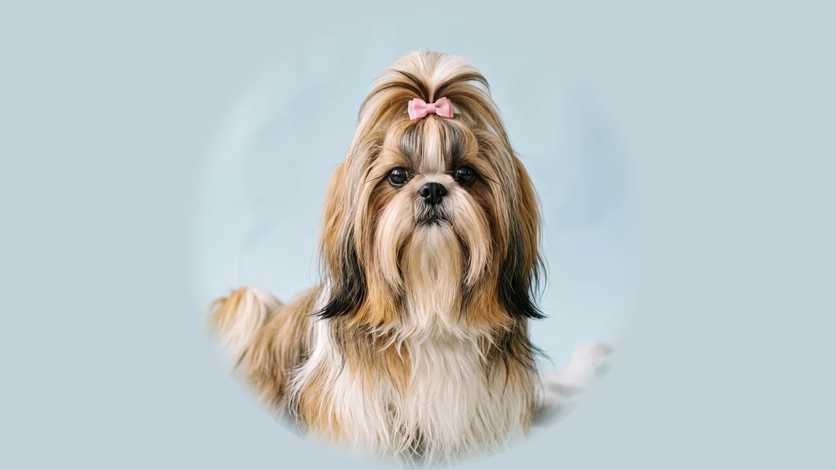 Gold-weißer Shih Tzu mit langem Fell und rosa Schleife am Kopf sitzt vor hellblauem Studiogrund.